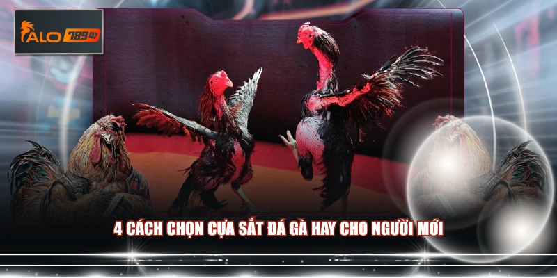 4 cách chọn cựa sắt đá gà hay cho người mới