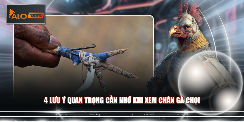 4 lưu ý quan trọng cần nhớ khi xem chân gà chọi 