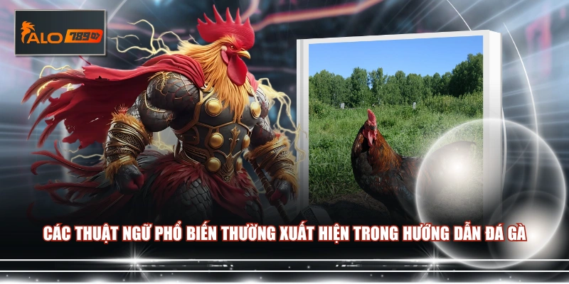 Các thuật ngữ phổ biến thường xuất hiện trong hướng dẫn đá gà