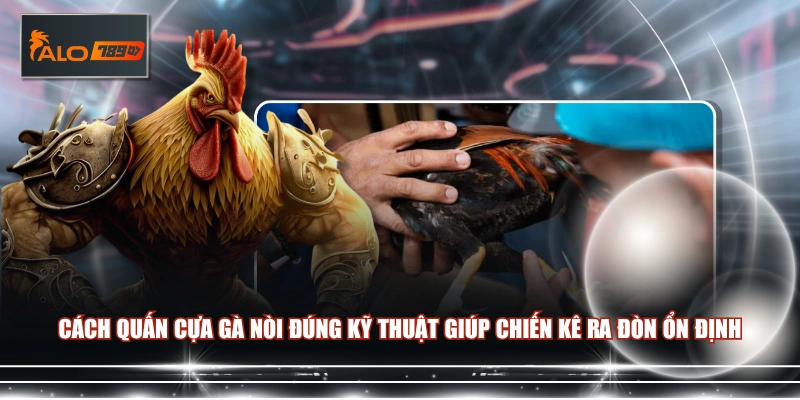 Cách quấn cựa gà nòi đúng kỹ thuật giúp chiến kê ra đòn ổn định 