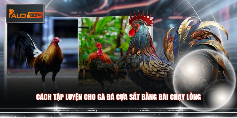 Cách tập luyện cho gà đá cựa sắt bằng bài chạy lồng 