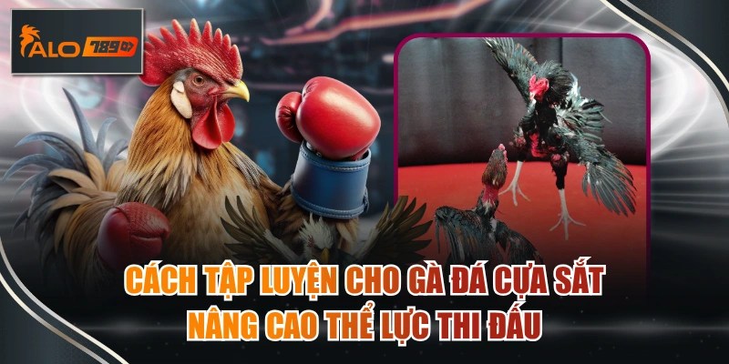 cách tập luyện cho gà đá cựa sắt