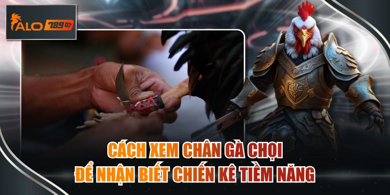 xem chân gà chọi