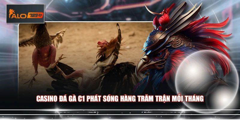 Casino đá gà C1 phát sóng hàng trăm trận mỗi tháng