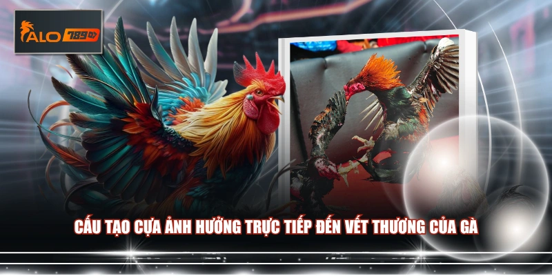 Cấu tạo cựa ảnh hưởng trực tiếp đến vết thương của gà