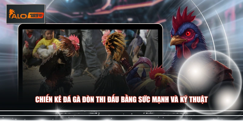 Chiến kê đá gà đòn thi đấu bằng sức mạnh và kỹ thuật