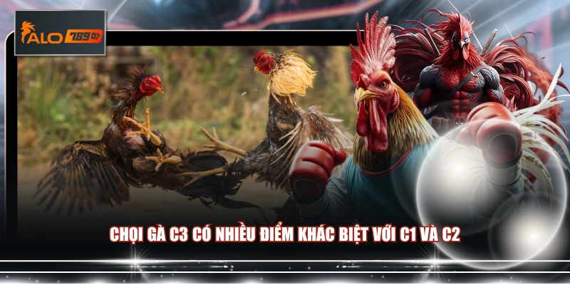 Chọi gà C3 có nhiều điểm khác biệt với C1 và C2