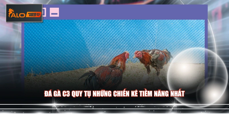 Đá gà C3 quy tụ những chiến kê tiềm năng nhất