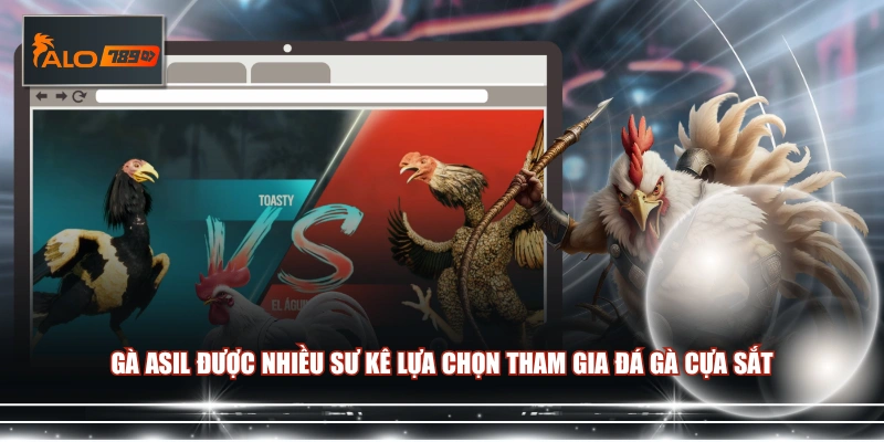 Gà Asil được nhiều sư kê lựa chọn tham gia đá gà cựa sắt