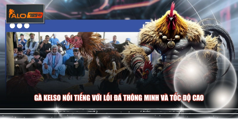 Gà Kelso nổi tiếng với lối đá thông minh và tốc độ cao 