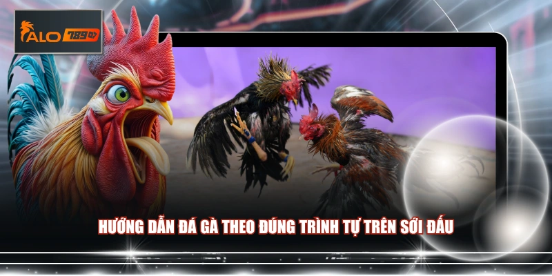 Hướng dẫn đá gà theo đúng trình tự trên sới đấu