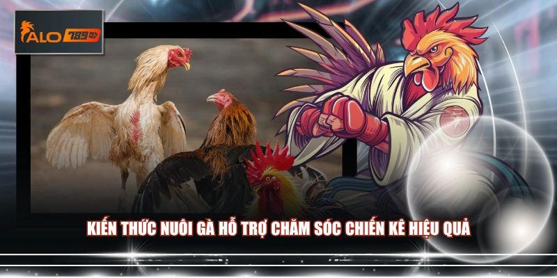Kiến thức nuôi gà hỗ trợ chăm sóc chiến kê hiệu quả 