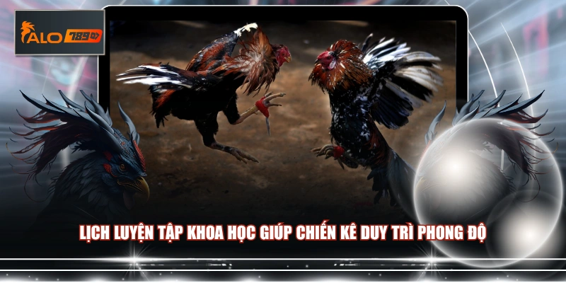 Lịch luyện tập khoa học giúp chiến kê duy trì phong độ