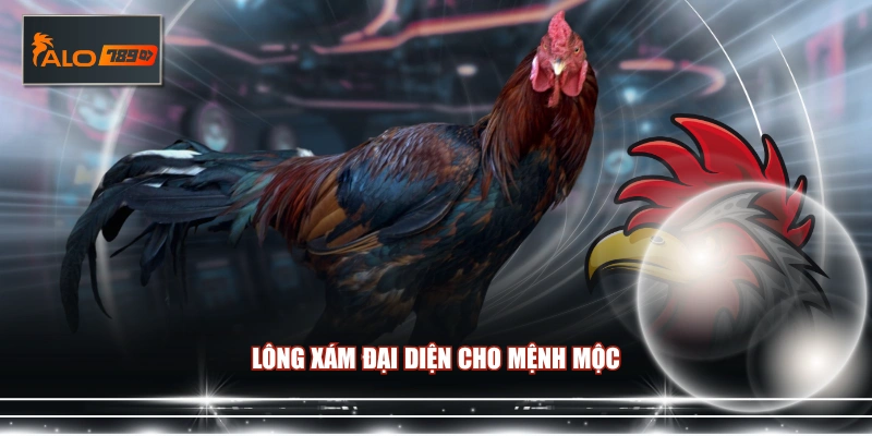 Lông xám đại diện cho mệnh mộc
