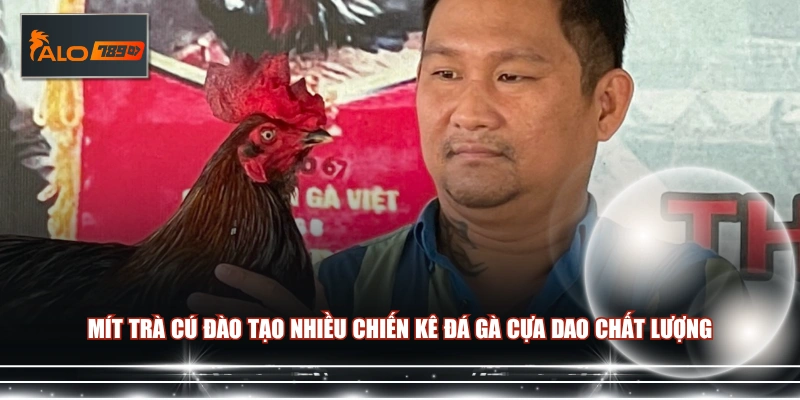 Mít Trà Cú đào tạo nhiều chiến kê đá gà cựa dao chất lượng