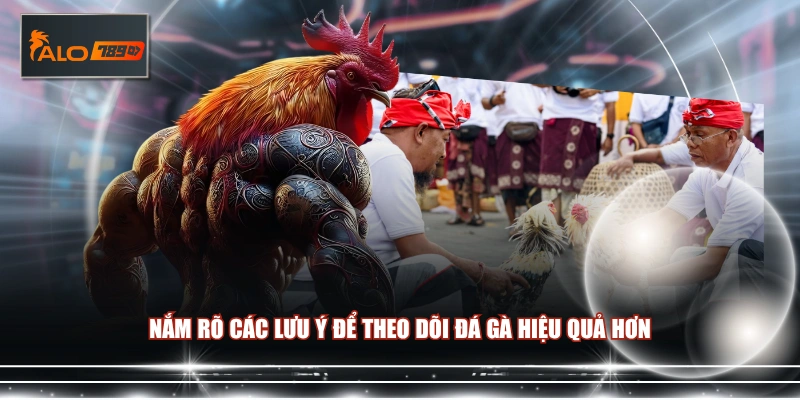 Nắm rõ các lưu ý để theo dõi đá gà hiệu quả hơn