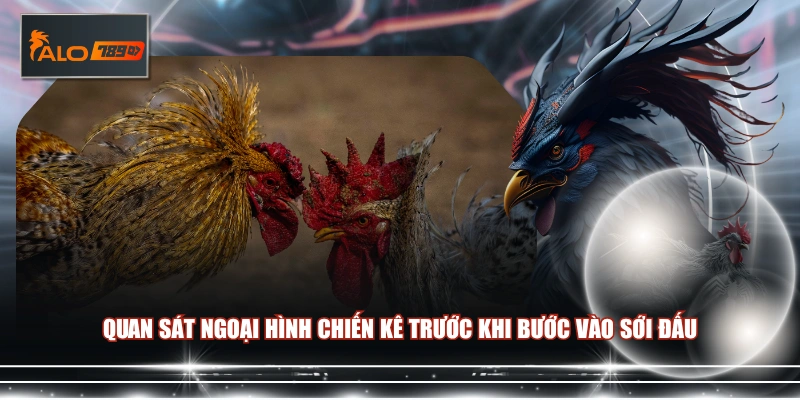 Quan sát ngoại hình chiến kê trước khi bước vào sới đấu 