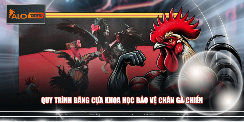 Quy trình băng cựa khoa học bảo vệ chân gà chiến