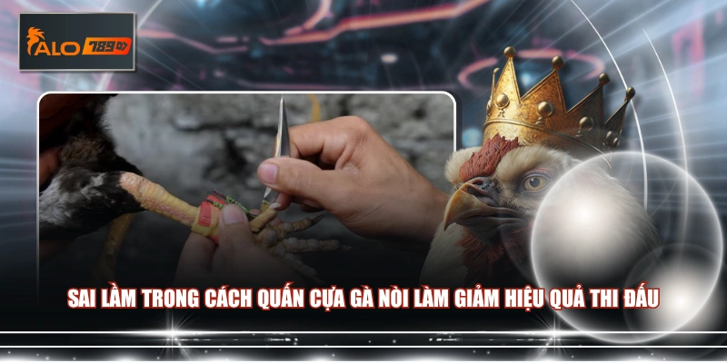 Sai lầm trong cách quấn cựa gà nòi làm giảm hiệu quả thi đấu