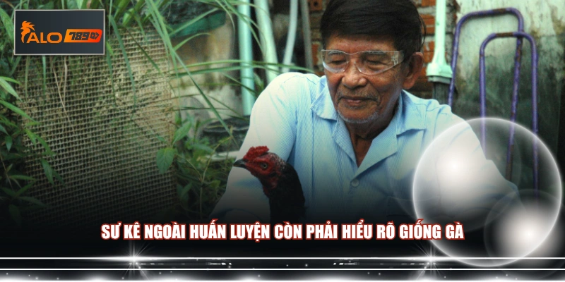 Sư kê ngoài huấn luyện còn phải hiểu rõ giống gà 