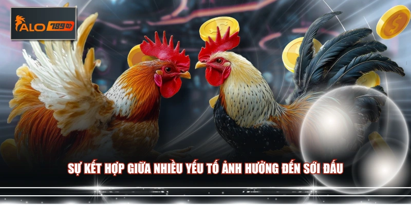 Sự kết hợp giữa nhiều yếu tố ảnh hưởng đến sới đấu