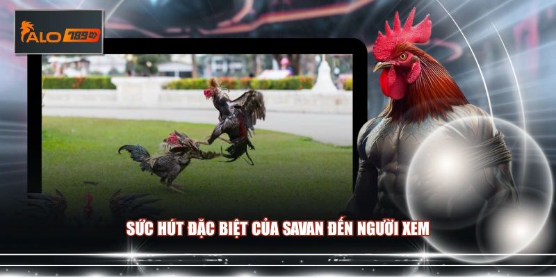 Sức hút đặc biệt của Savan đến người xem