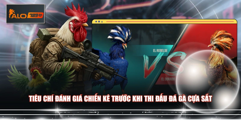 Tiêu chí đánh giá chiến kê trước khi thi đấu đá gà cựa sắt 
