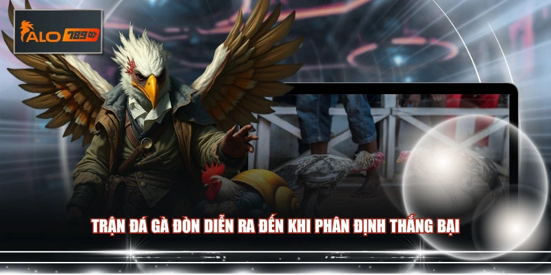 Trận đá gà đòn diễn ra đến khi phân định thắng bại