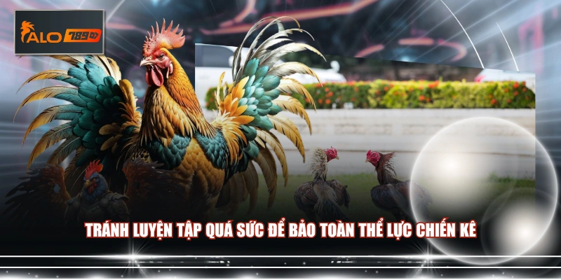 Tránh luyện tập quá sức để bảo toàn thể lực chiến kê 