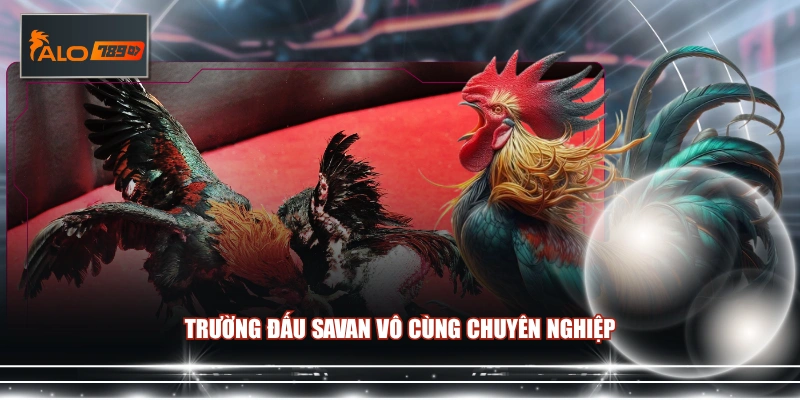 Trường đấu Savan vô cùng chuyên nghiệp