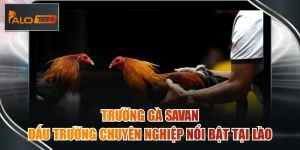 trường gà savan