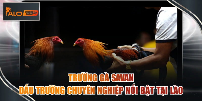 trường gà savan