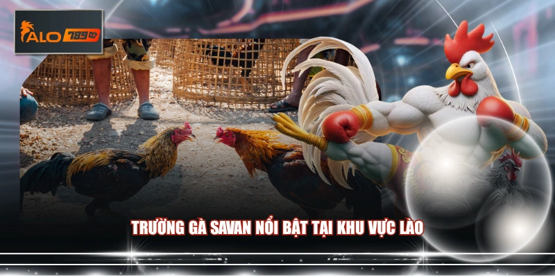 Trường gà Savan nổi bật tại khu vực Lào