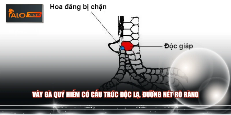 Vảy gà quý hiếm có cấu trúc độc lạ, đường nét rõ ràng