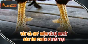 vẩy gà quý hiếm
