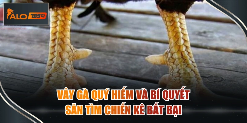 vẩy gà quý hiếm