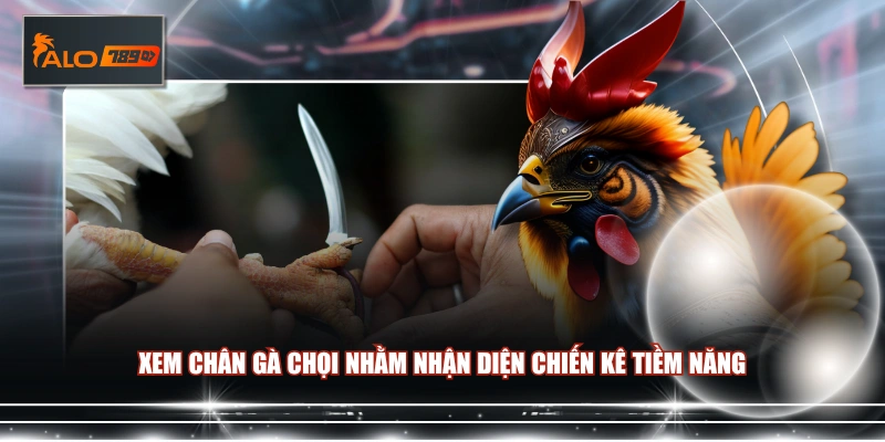 Xem chân gà chọi nhằm nhận diện chiến kê tiềm năng 